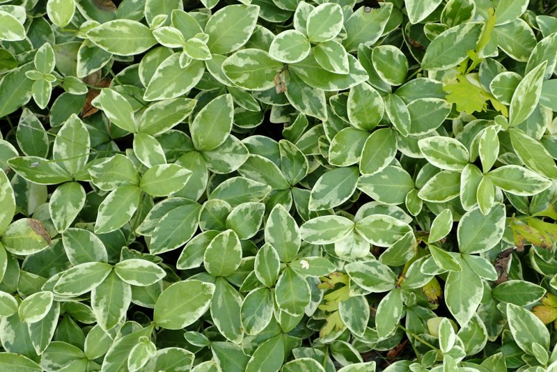 Vinca Major 'variegata'
