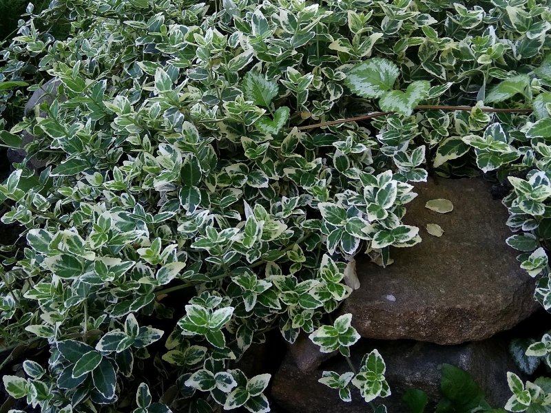 Бересклет Форчуна 'argenteo-variegata'
