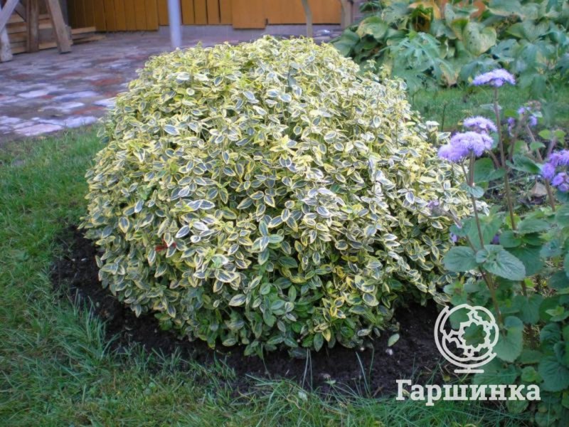 Бересклет Форчуна Вегетус