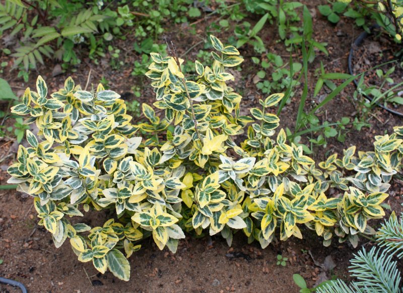 Бересклет Форчуна (Euonymus fortunei Emerald GAIETY p9)