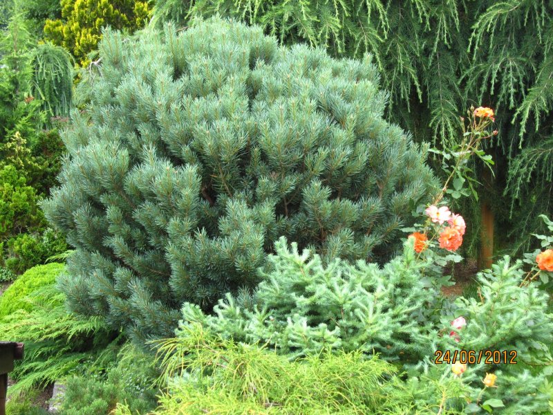Pinus Sylvestris (сосна обыкновенная) 'Watereri'