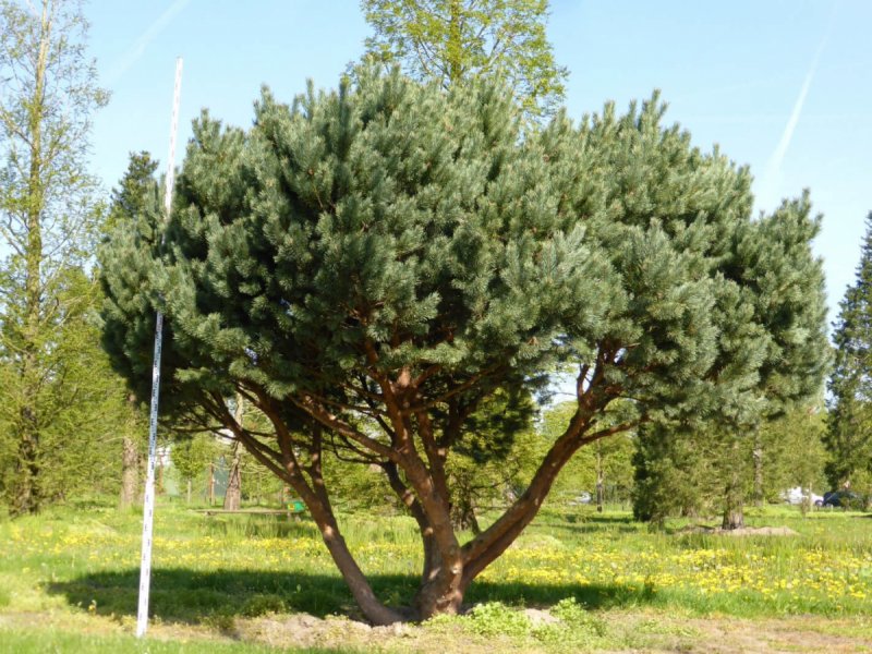 Сосна обыкновенная Ватерери Pinus Sylvestris