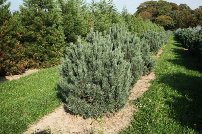 Pinus Sylvestris (сосна обыкновенная) 'Watereri'