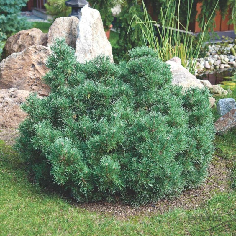 Сосна обыкновенная Ватерери Pinus Sylvestris Watereri