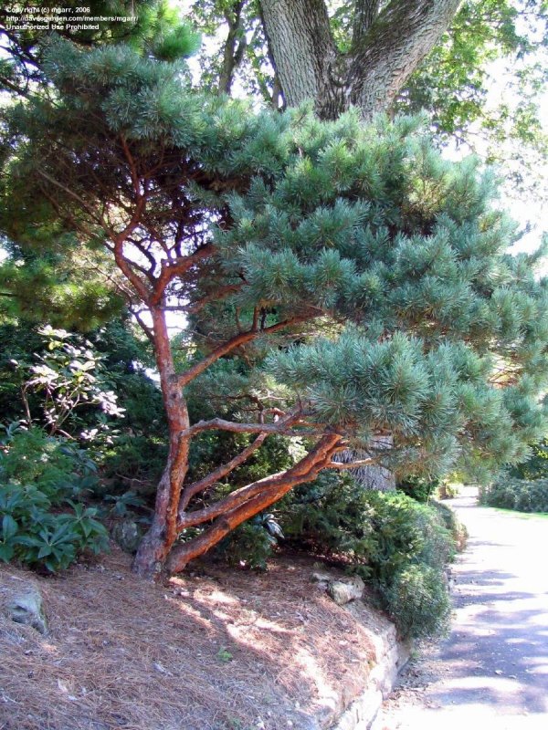 Pinus Sylvestris "Inverleith"