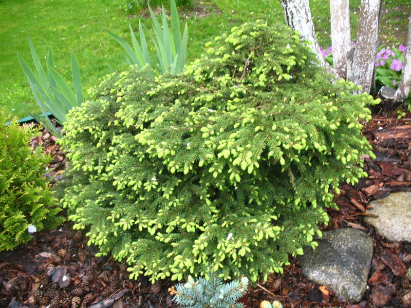 Ель европейская Nidiformis