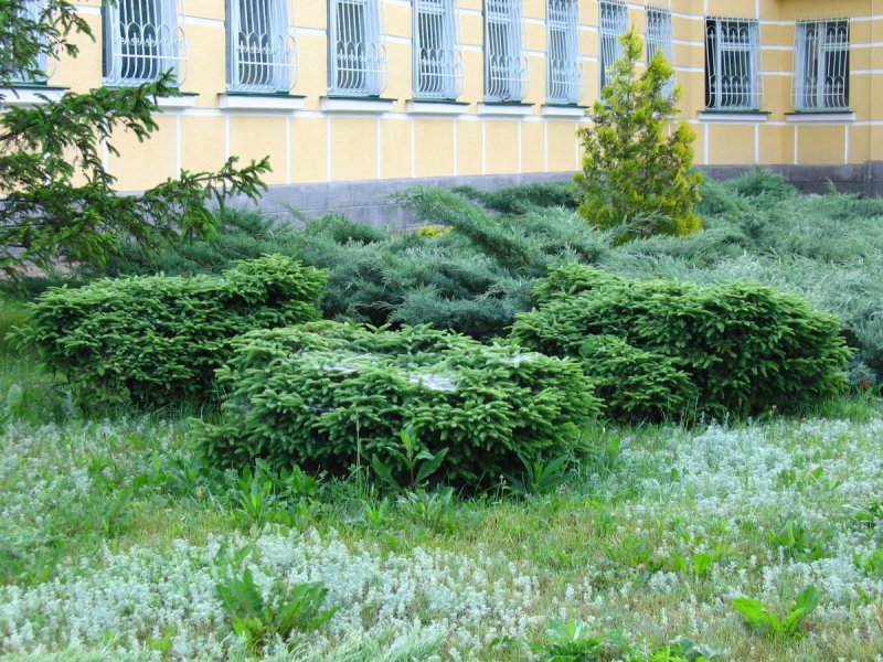 Ель Нидиформис в саду