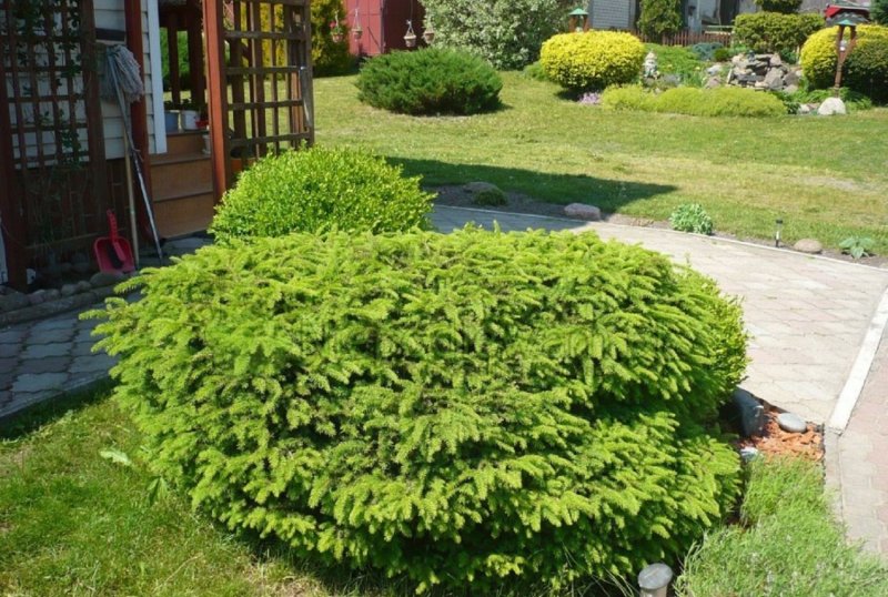 Ель европейская Nidiformis