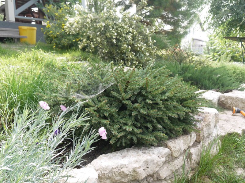 Ель европейская Nidiformis