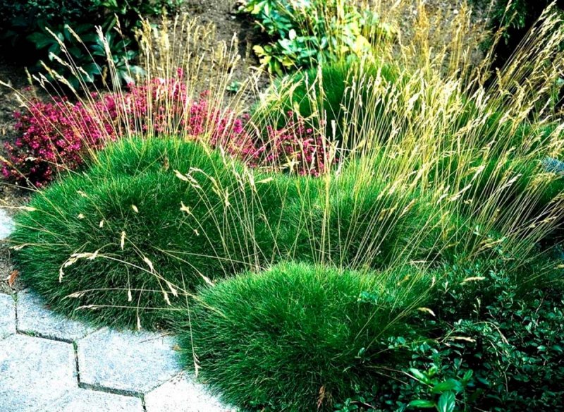 Овсяница Готье (Festuca Gautieri)