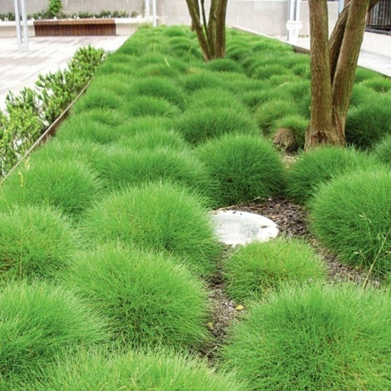 Овсяница метельчатая (Festuca Scoparia)