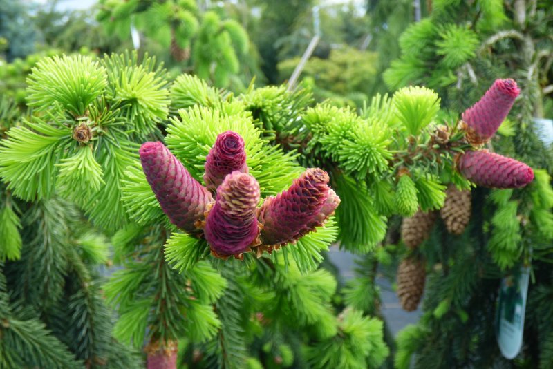 Ель обыкновенная (Picea Abies) Акрокона