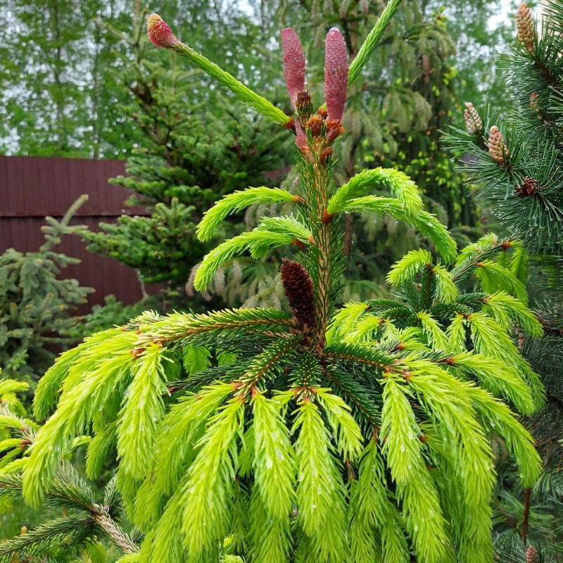 Ель обыкновенная Акрокона Picea Abies Acrocona