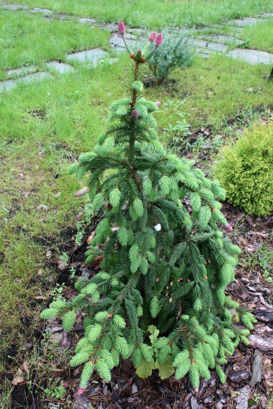 Ель обыкновенная Акрокона Picea Abies Acrocona