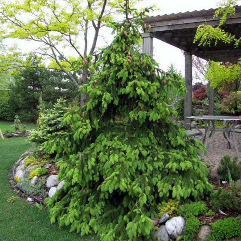Ель обыкновенная Акрокона Picea Abies Acrocona