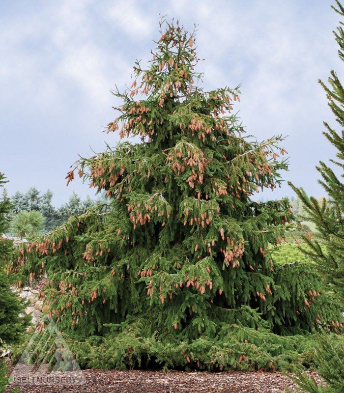 Picea Abies (ель обыкновенная) "Acrocona"
