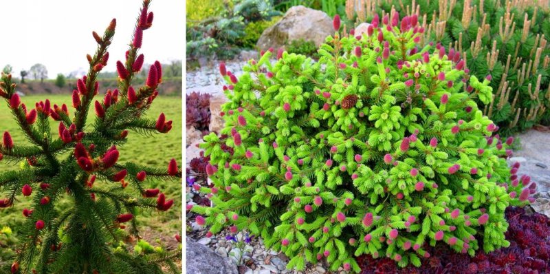 Ель Picea Abies Acrocona