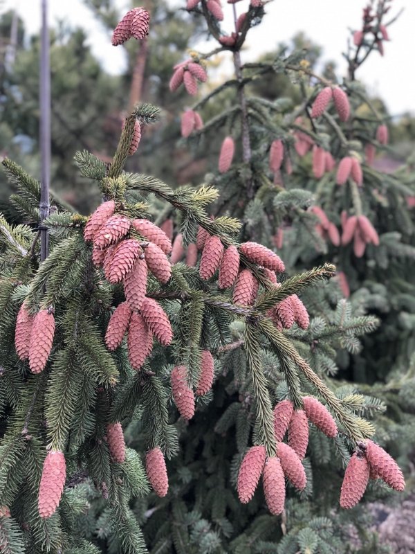 Ель обыкновенная Акрокона Picea Abies Acrocona
