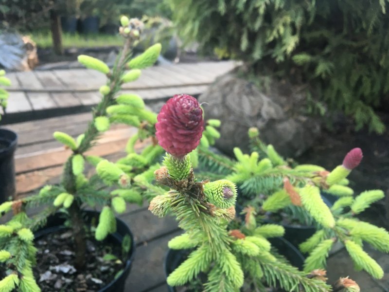 Picea Abies Acrocona