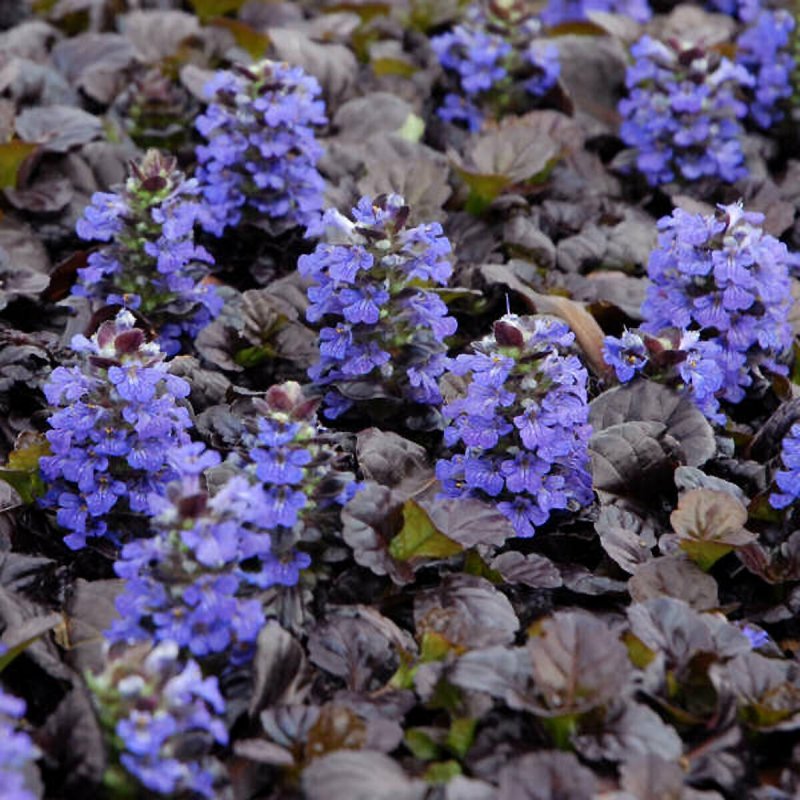 Живучка ползучая (Ajuga reptans `Atropurpurea`)
