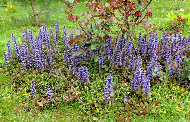 Живучка ползучая (Ajuga reptans)