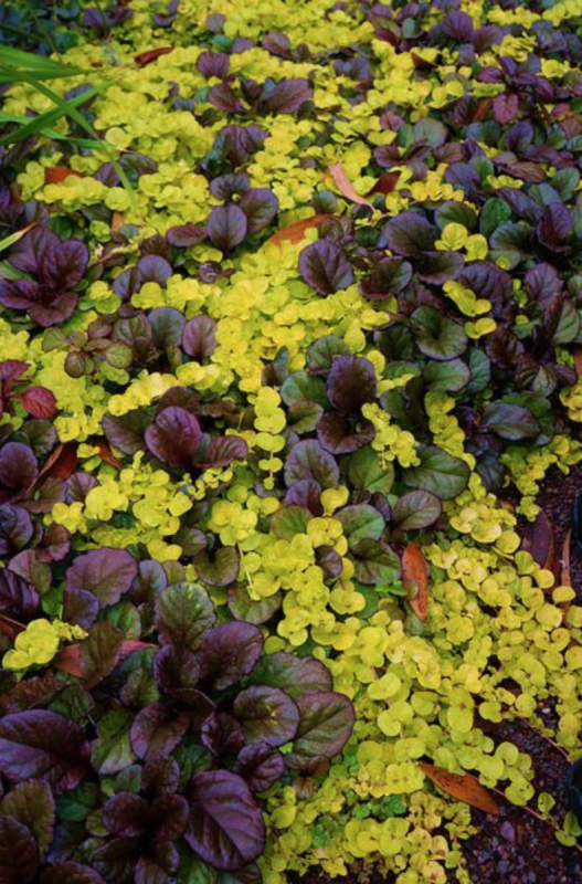 Живучка ползучая, Аюга бургунди Глоу (Ajuga reptans