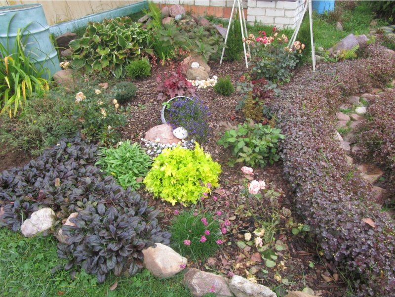 Живучка ползучая (Ajuga reptans)