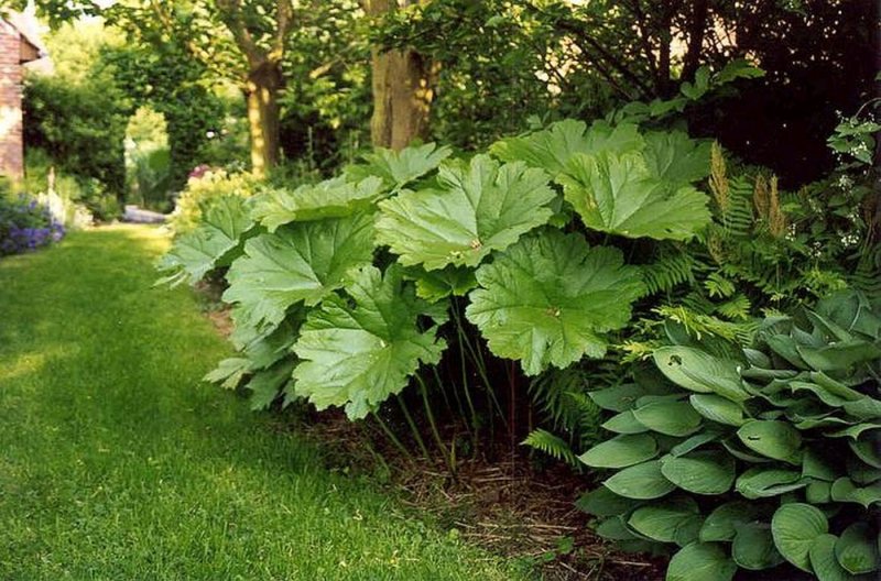 Дармера щитовидная (Peltiphyllum peltatum)