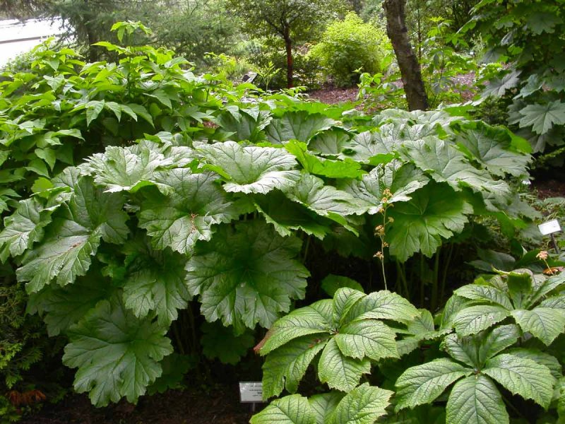 Дармера щитовидная (Darmera peltata)