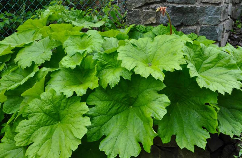 Дармера щитовидная (Darmera peltata)