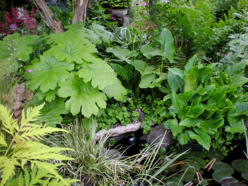Пельтифиллум щитовидный (Peltiphyllum peltatum)