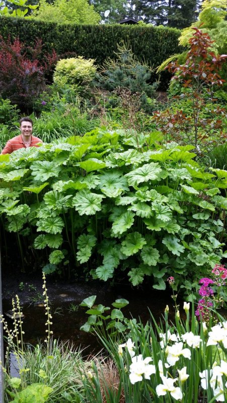 Дармера щитовидная Darmera peltata с3
