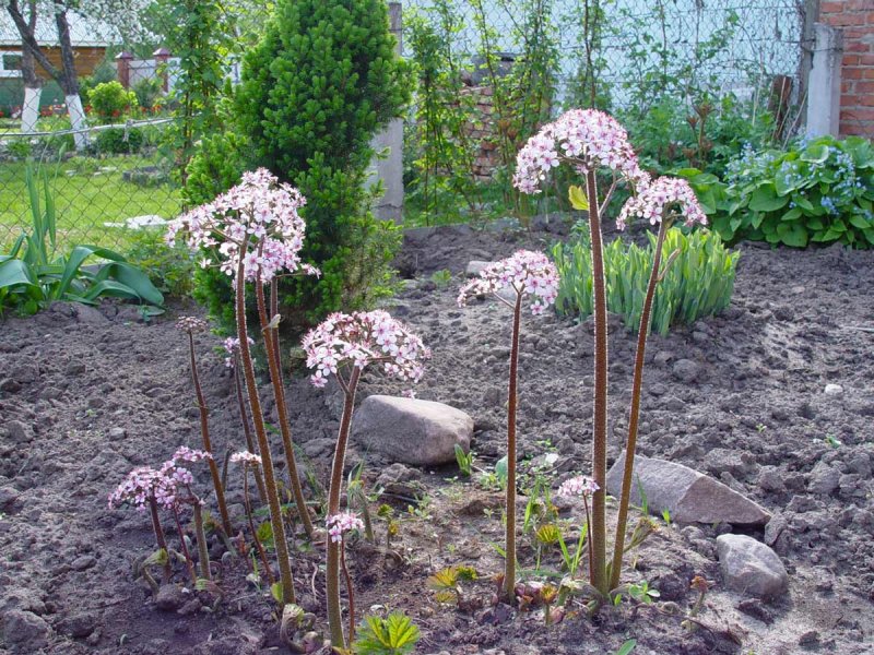 Дармера щитовидная Darmera peltata с3