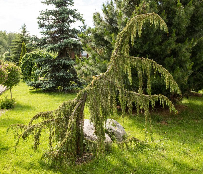 Можжевельник Плакучий Хорстманн