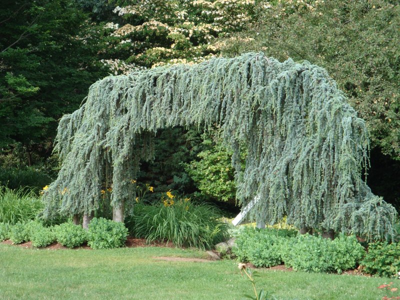 Можжевельник обыкновенный Хорстманн (Juniperus communis Horstmann)