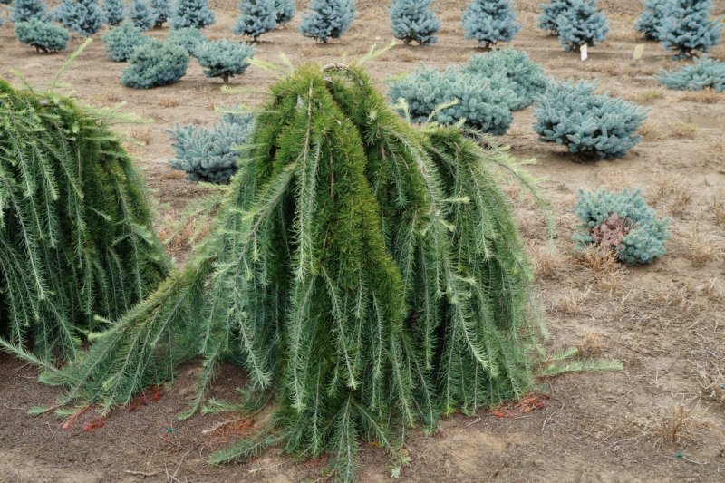 Лиственница европейская Пендула (Larix decidua pendula)