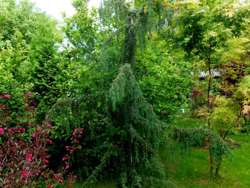 Можжевельник Хорстманн