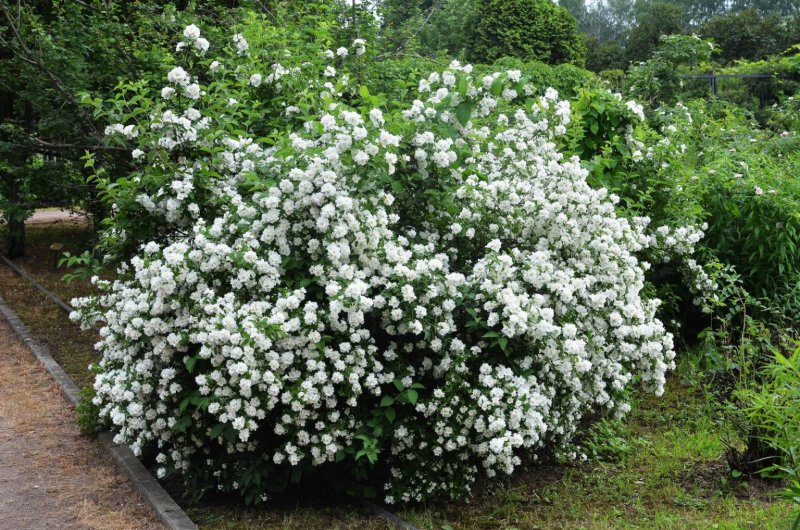 Philadelphus coronarius