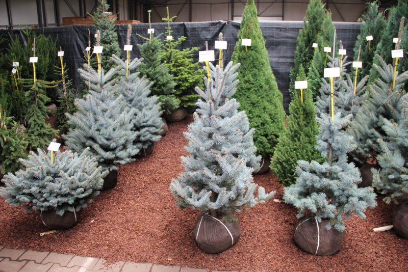 Кедр ливанский "Глаука" (Cedrus libani 'glauca')