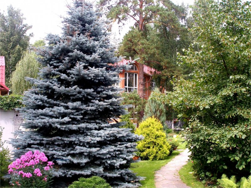 Ель Хупси в ландшафте