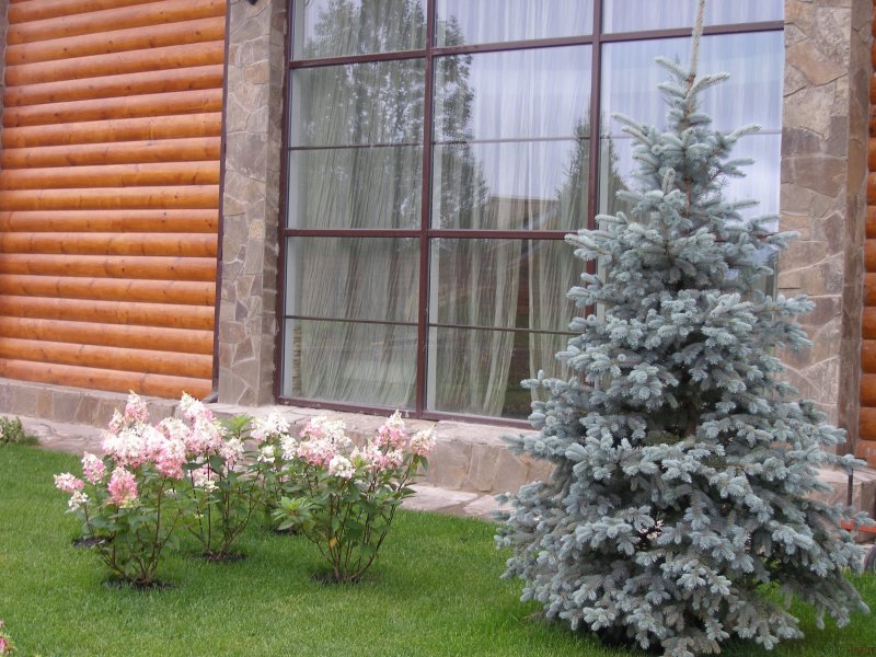 Ель Хупси в ландшафтном