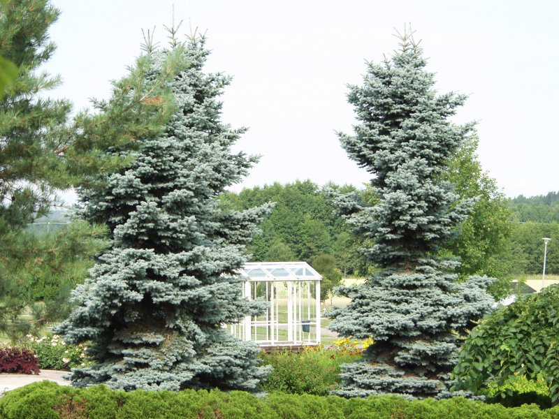 Ель Picea pungens