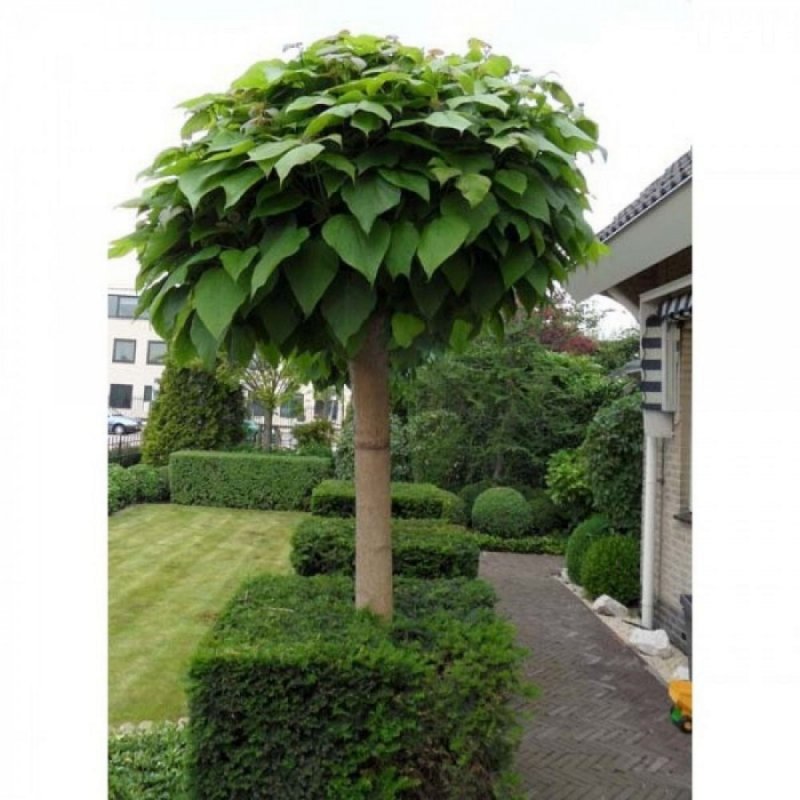 Катальпа bignonioides Nana
