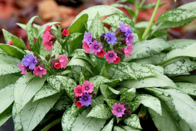 Медуница Pulmonaria officinalis
