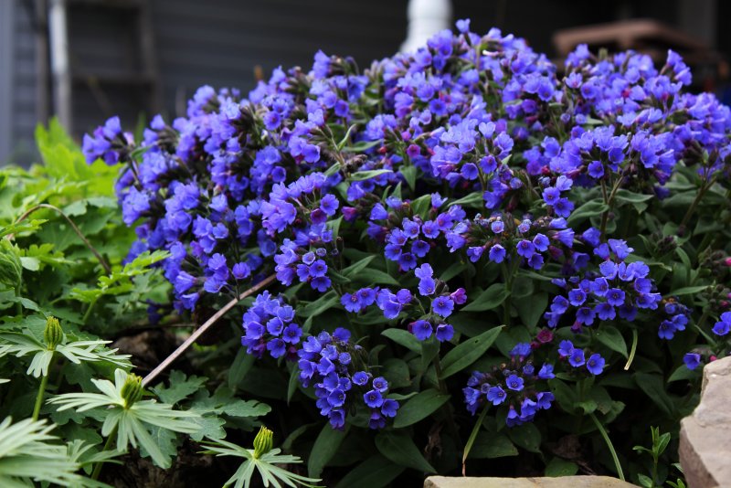 Медуница Pulmonaria Blue Ensign