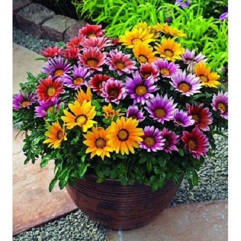 Газания гибридная (Gazania hybrida)