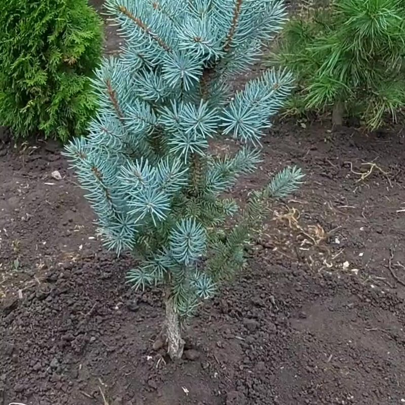Красиво укоротить колючую ель