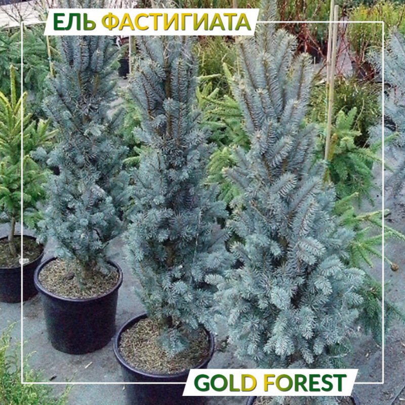 Ель Изели Фастигиата
