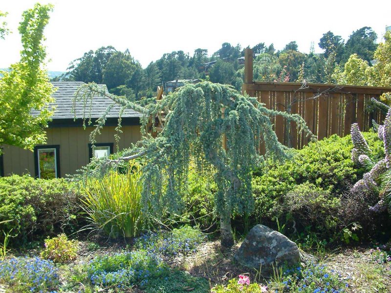 Glauca pendula Weeping Blue Atlas Cedar