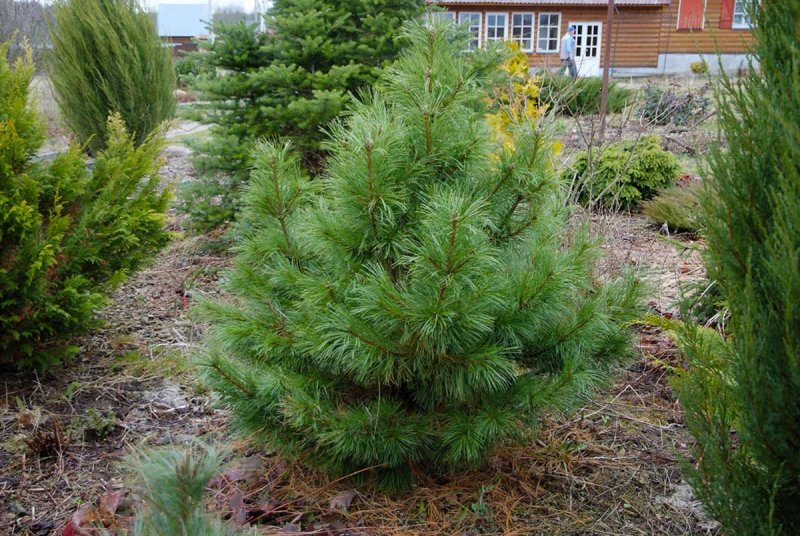 Сосна Кедровая columnaris